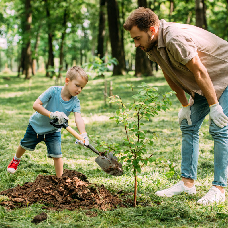 father looking how son planting tree at park